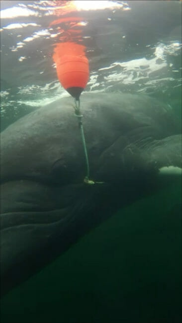 An underwater photo of a whale entangled with fishing gear, including a red float