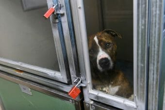 A large dog stares out of a shelter kennel