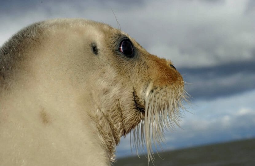 The face of a white seal, in profile