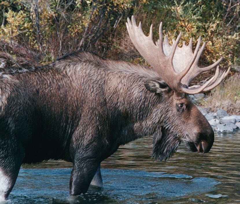 A large bull moose stands in a stream