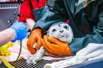 Wildlife rehabbers handling a harbor seal pup