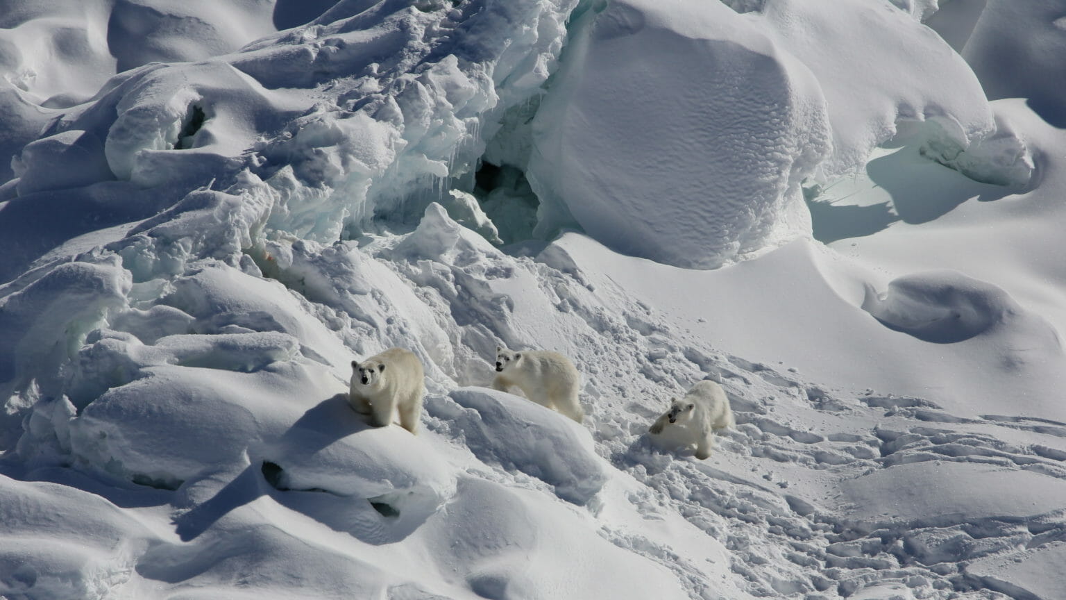 Polar bears, as white as snow