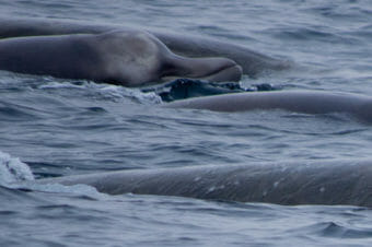 Three beaked whales surfacing