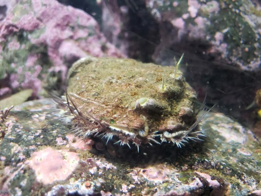 An abalone on a rock, underwater