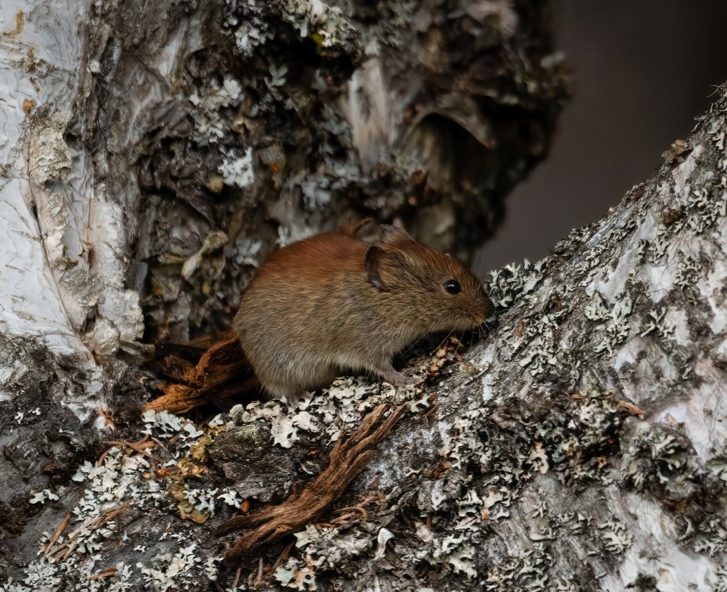 Alaskapox. Красно-серая полевка. Myodes rufocanus (Sundevall, 1846) - полёвка красно-серая. Красная полевка (Myodes rutilus Pallas, 1779). Лесная полевка.