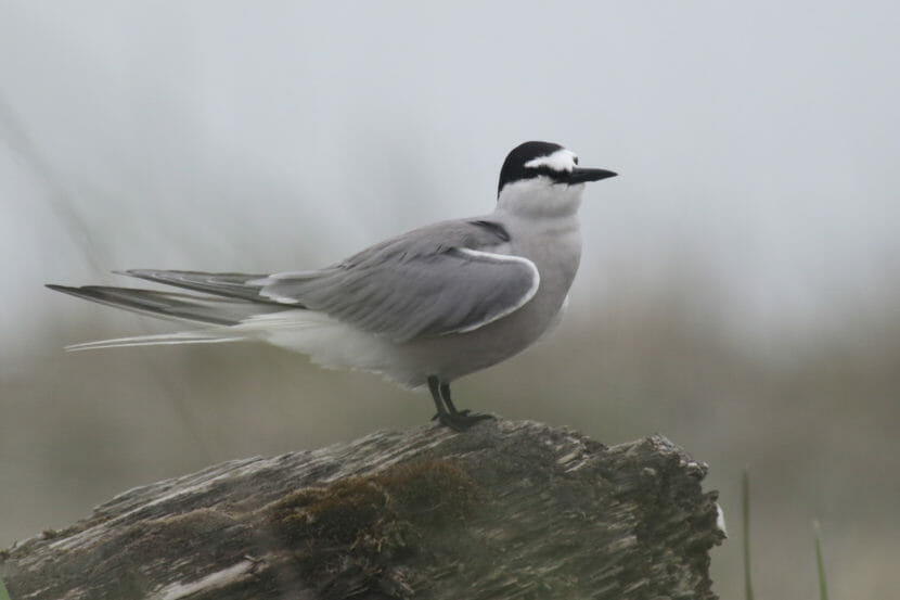 An Aleutian tern perched on a log