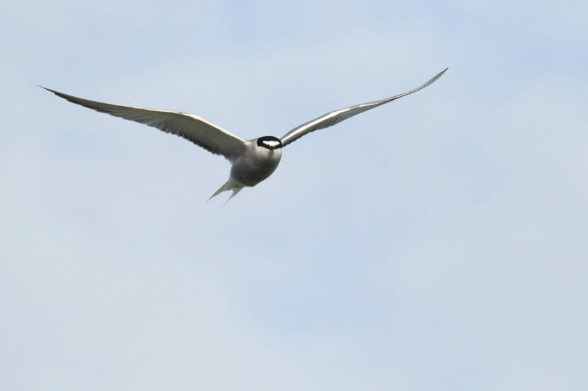 An Aleutian tern, flying