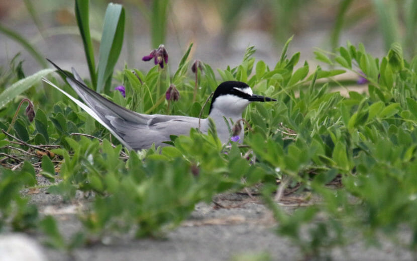 An Aleutian tern standing amid some low ground cover, with purple flowers behind it