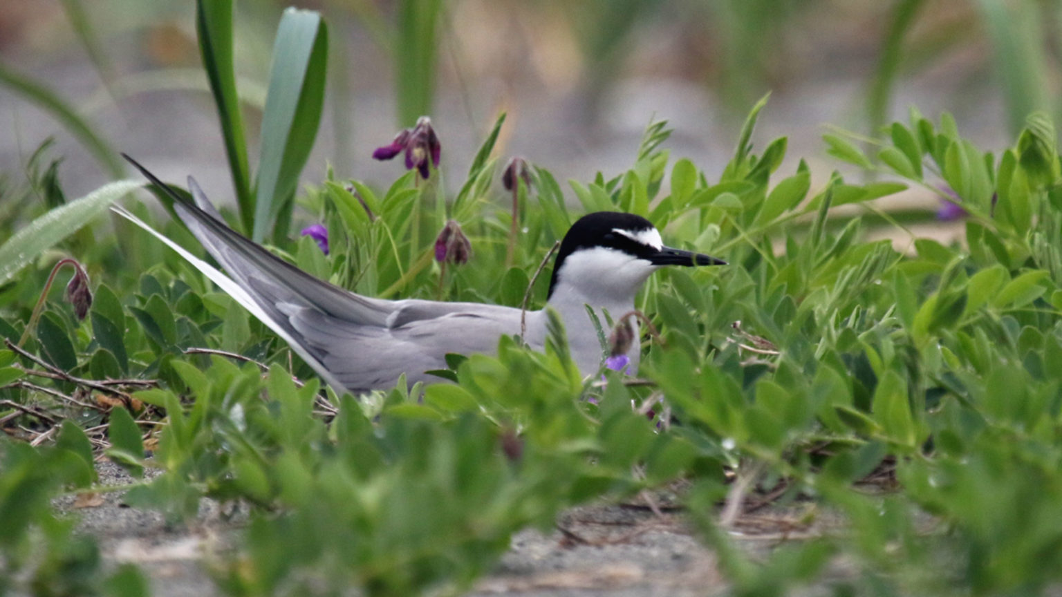 Fixing the Seabirds - Part II