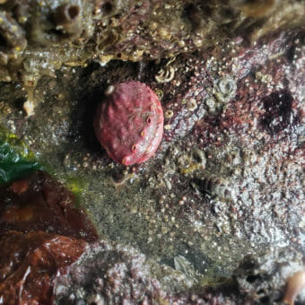 An abalone, deep coral in color, on a rock