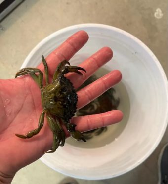 A hand holding a small, green crab