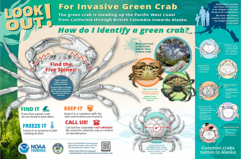 A poster with drawings showing people how to identify green crabs