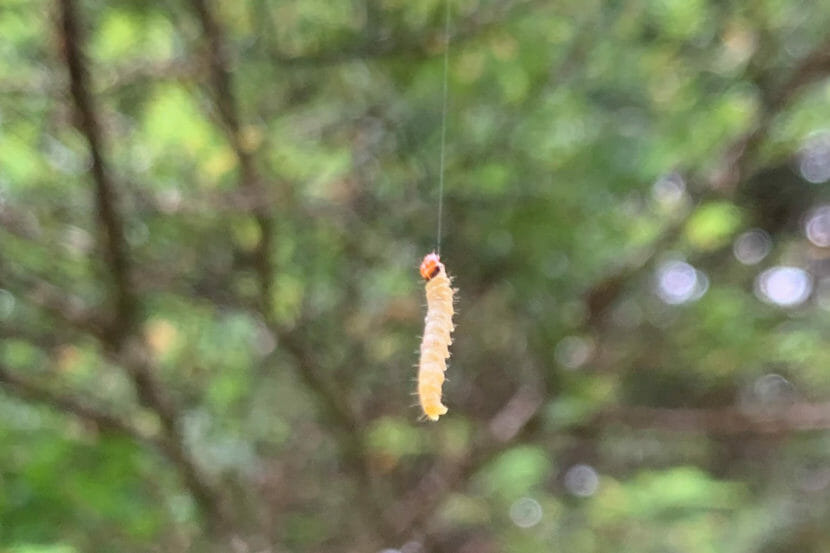 A budworm hanging from a budworm thread