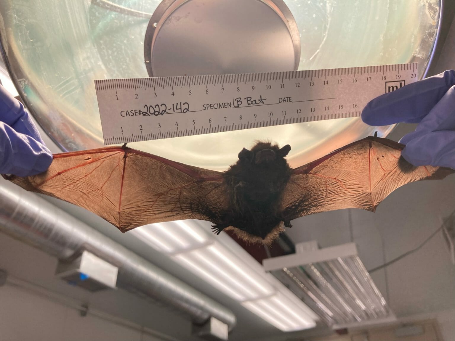 For the first time, a Juneau bat tested positive for rabies
