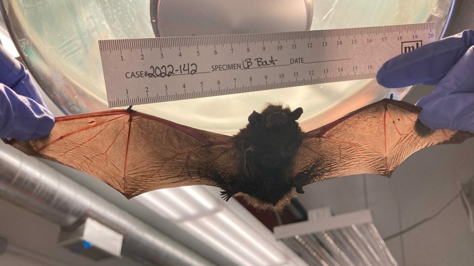 For the first time, a Juneau bat tested positive for rabies