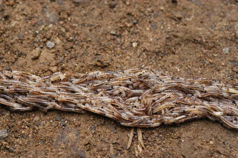 Many, many, work-like larvae forming what looks like a braided rope on the ground