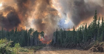 A view down a dirt road of a large wildfire burning on the other side of a line of trees