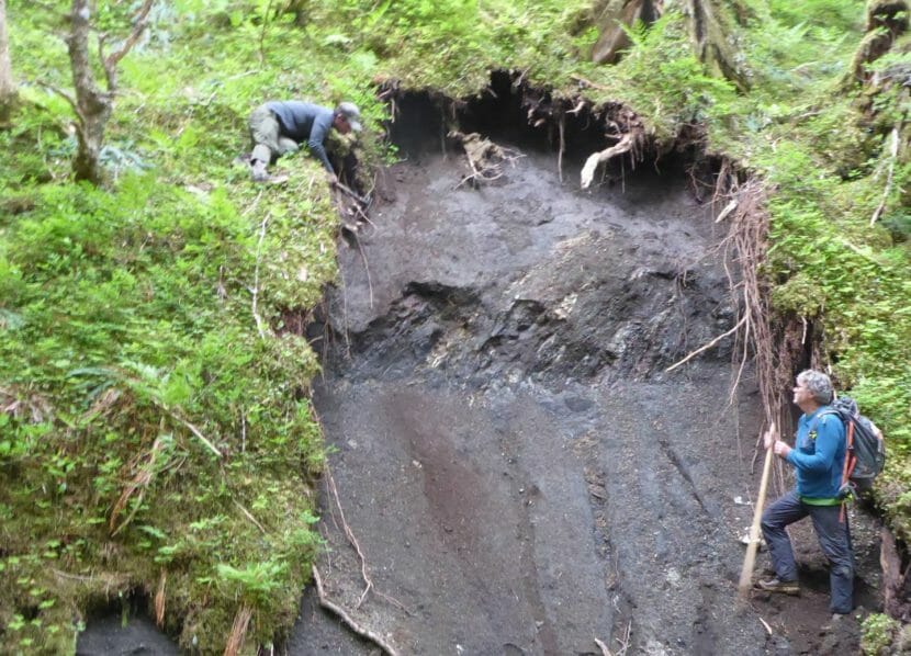 Two people study a section of rainforest cliff that's been cleared of vegetation to expose the soil beneath