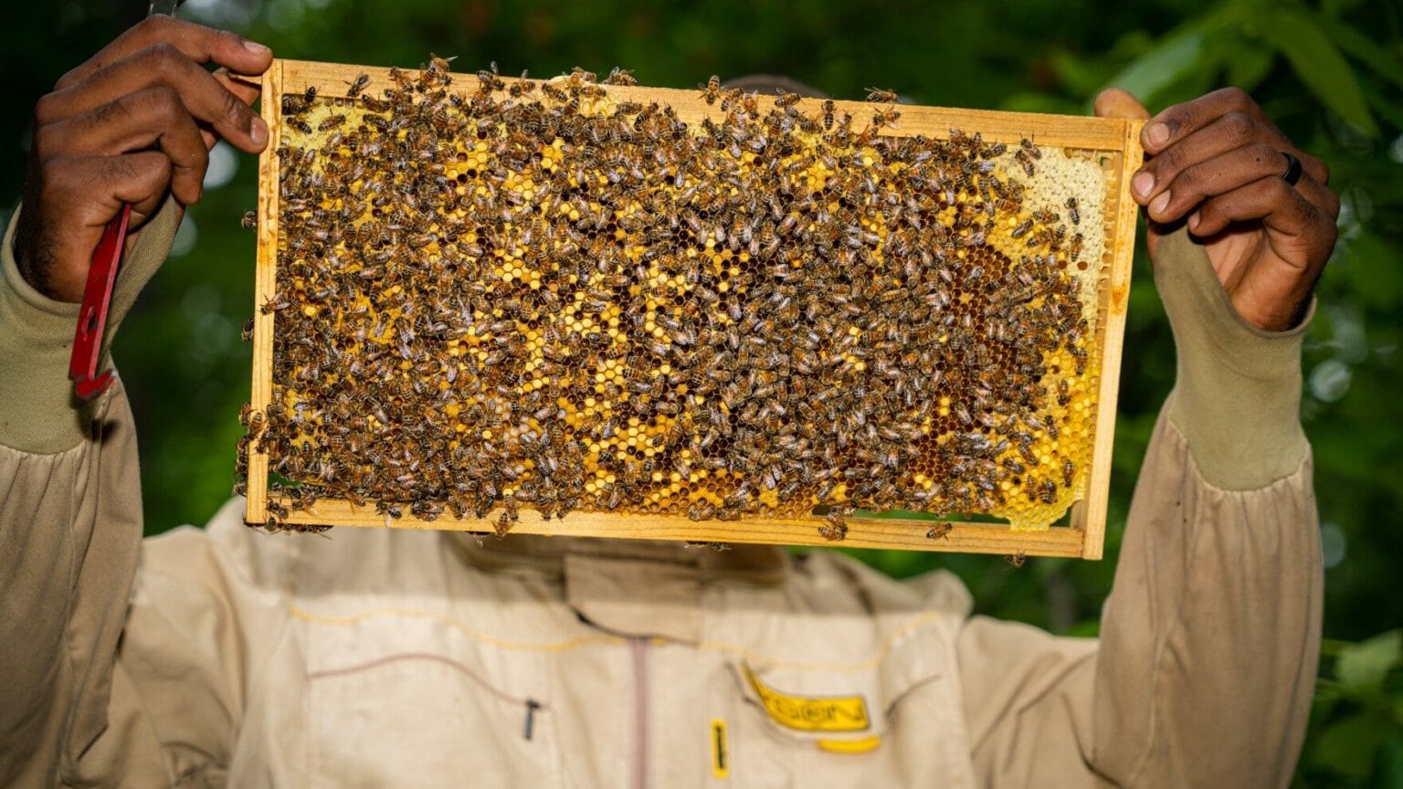 Alaska-bound bees find new homes after shipping disaster