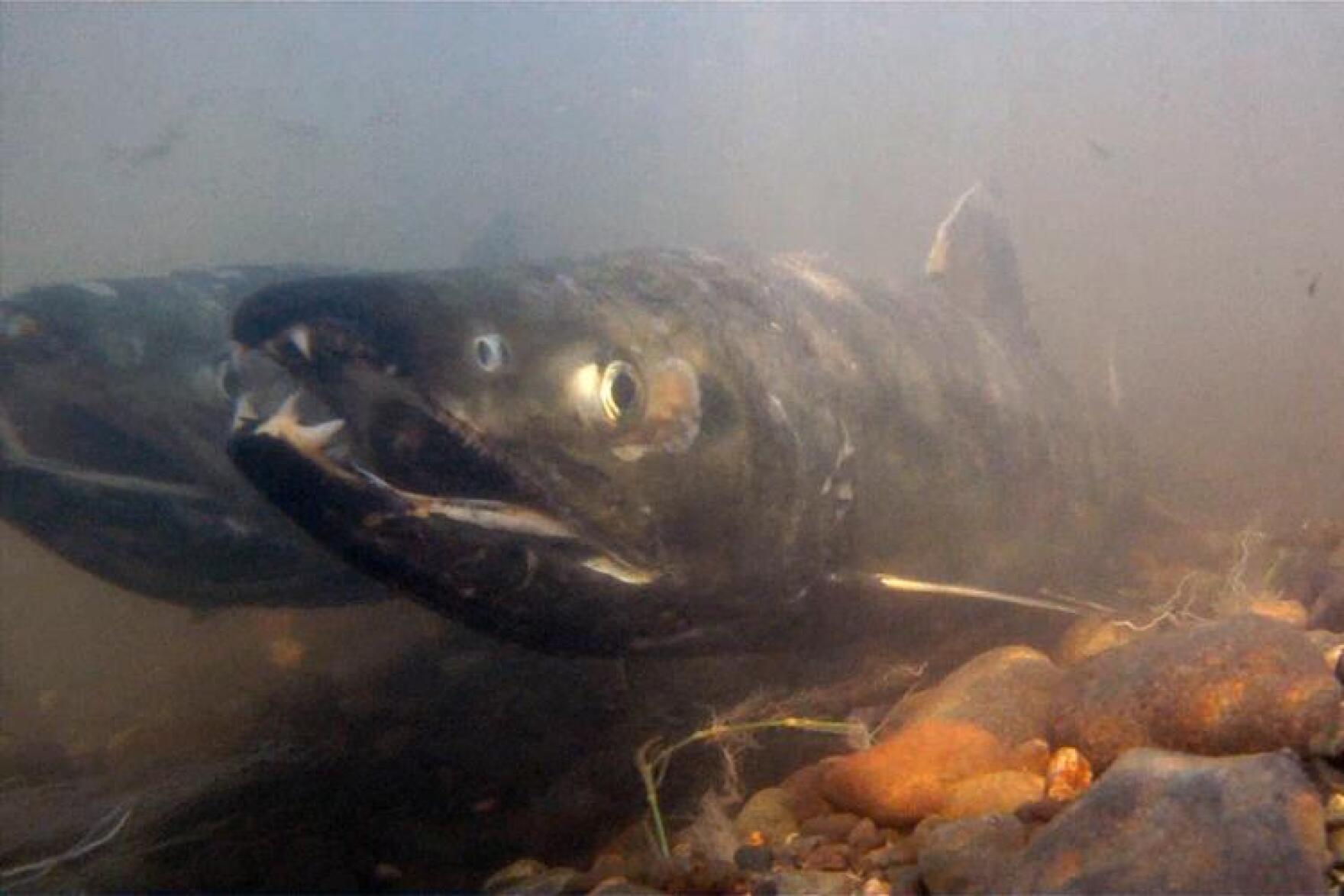 Yukon River chum and coho runs remain too low to open subsistence harvest