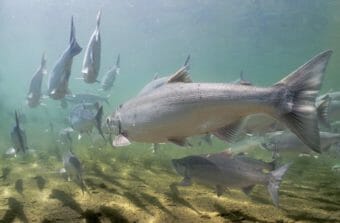 An underwater photo of many sockeye salmon swimming together