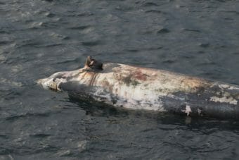 A floating whale carcass