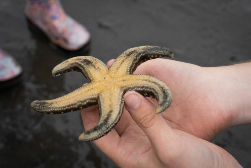Hands holding a sea star upside-down