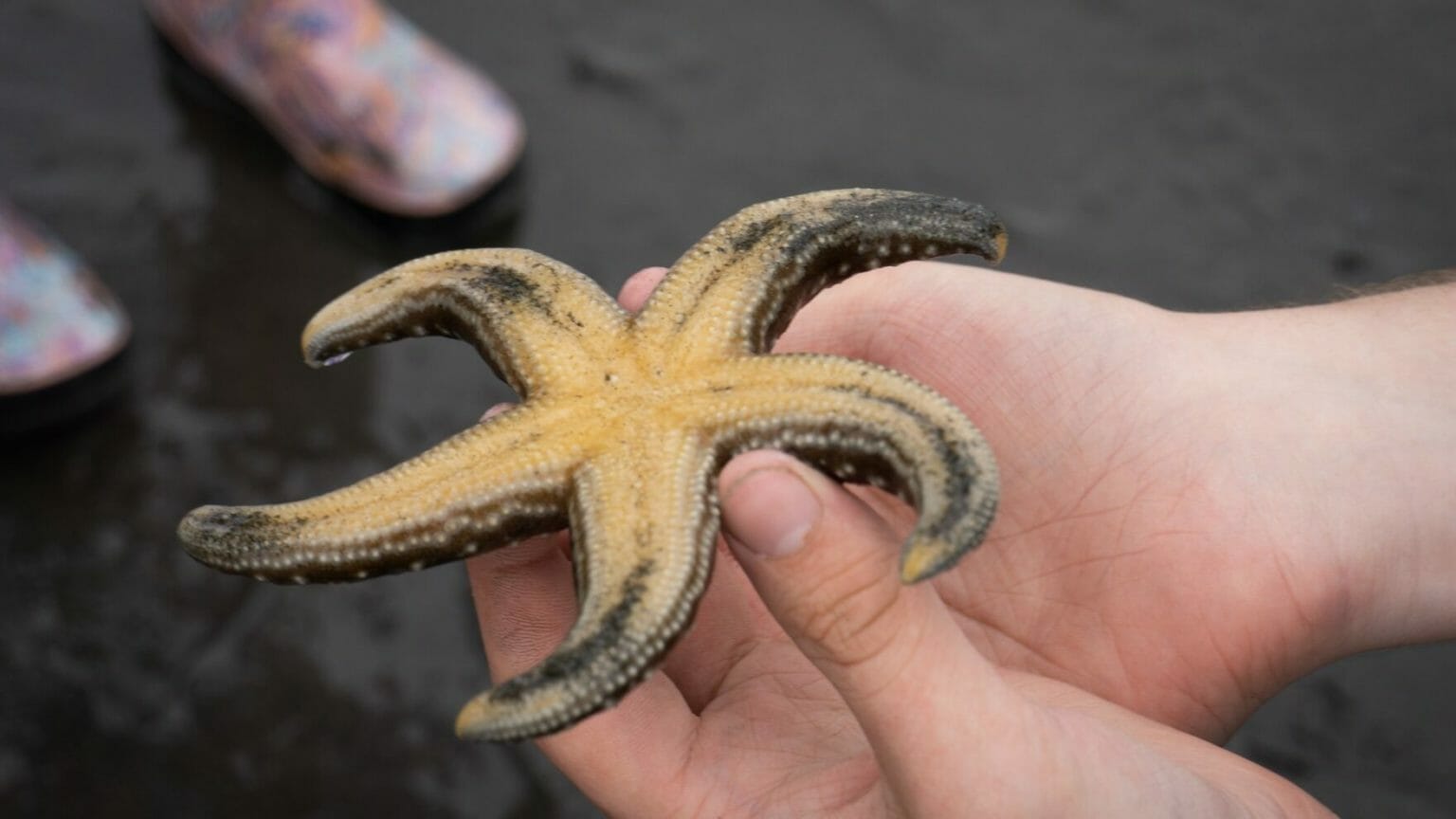 9 Fascinating Facts About Starfish