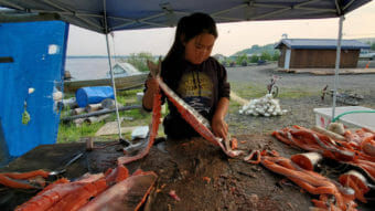 A young girl processing salmon on a wooden table outside