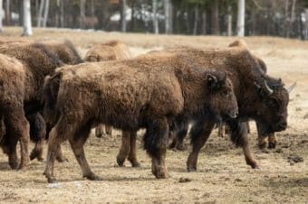 Several young wood bison in a clearing