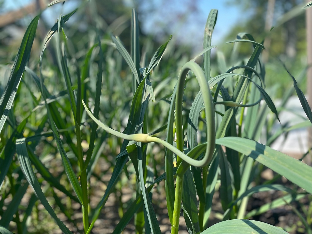Garden Talk How to harvest garlic scapes, and some things you can do