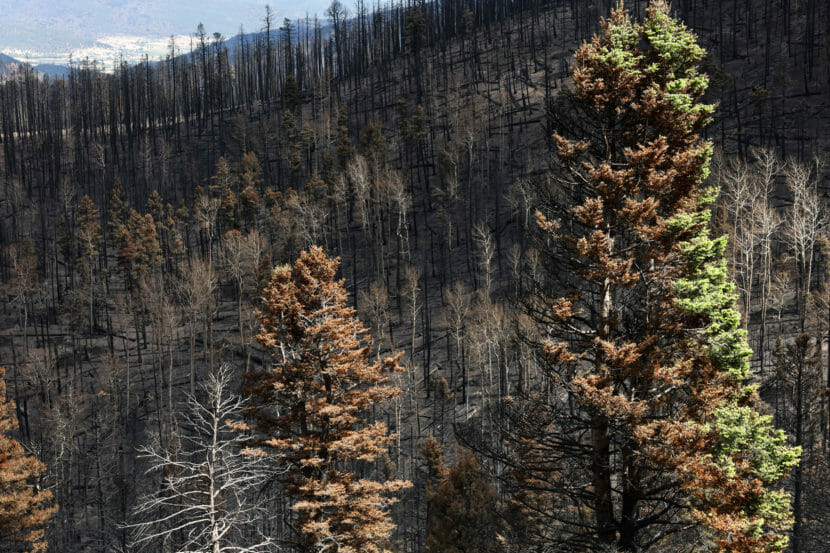 A forested hillside burned by wildfire