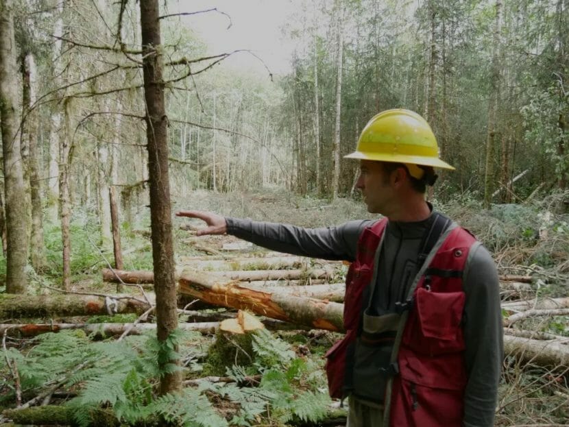 A man in a hardhat points at trees