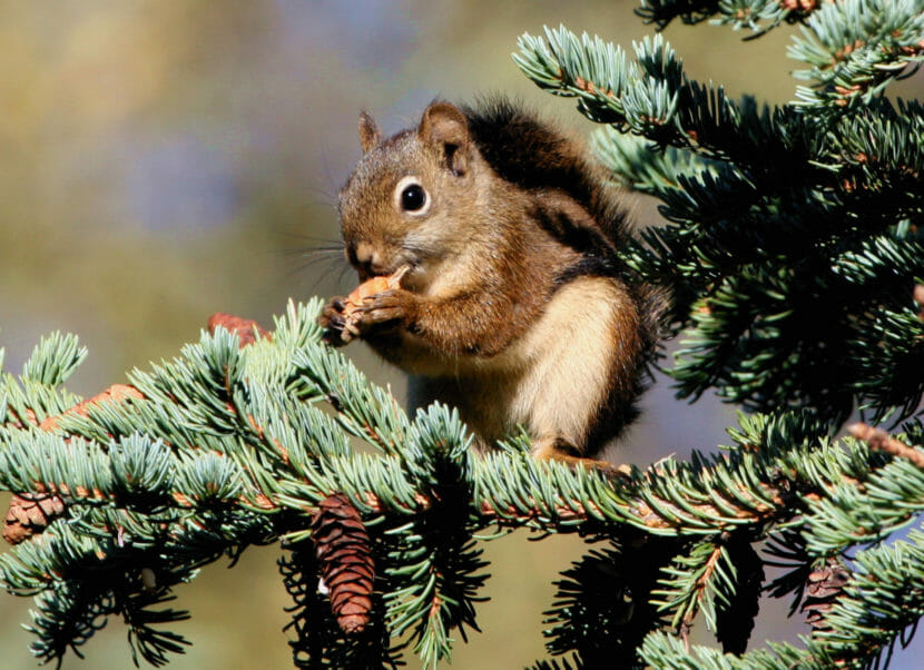 A squirrel in a conifer, nibbling on a cone