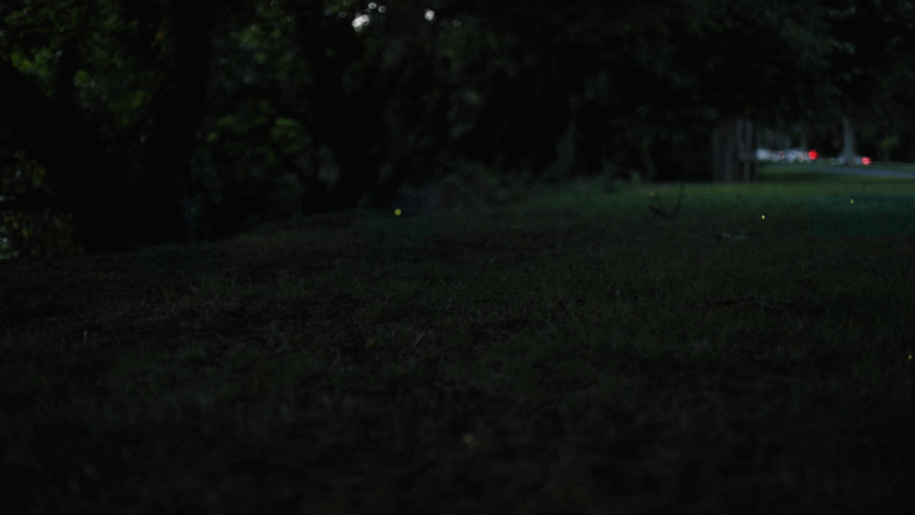 Fireflies in a park at night