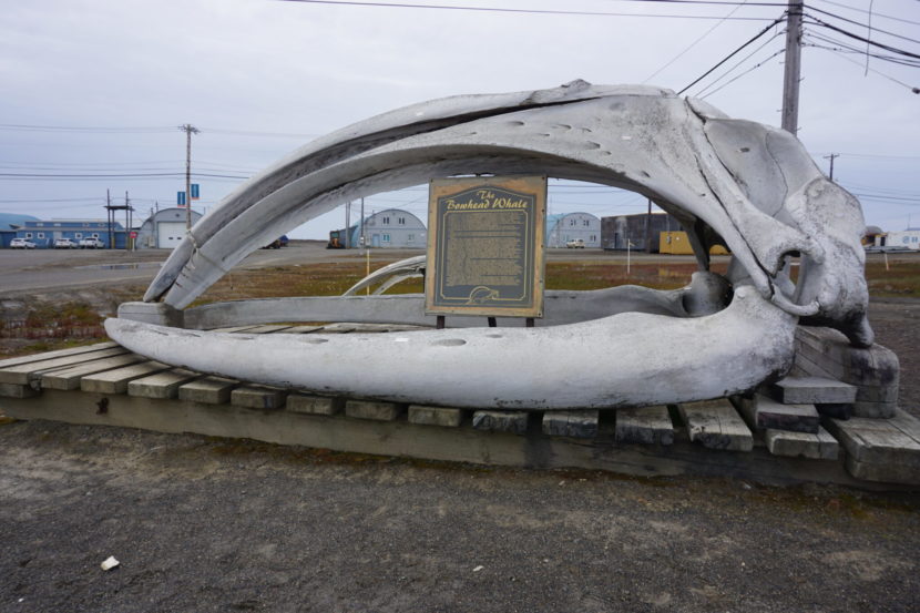 The skull of a bowhead whale displayed on pallets