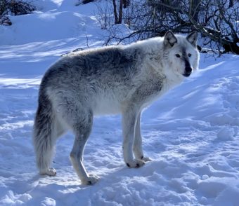 A fluffy and somewhat plump white-and-grey wolf standing in the snow