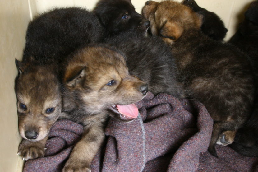 Several very young wolf pups piled up on a blanket