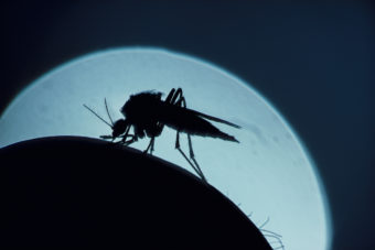 A closeup of a mosquito, in silhouette