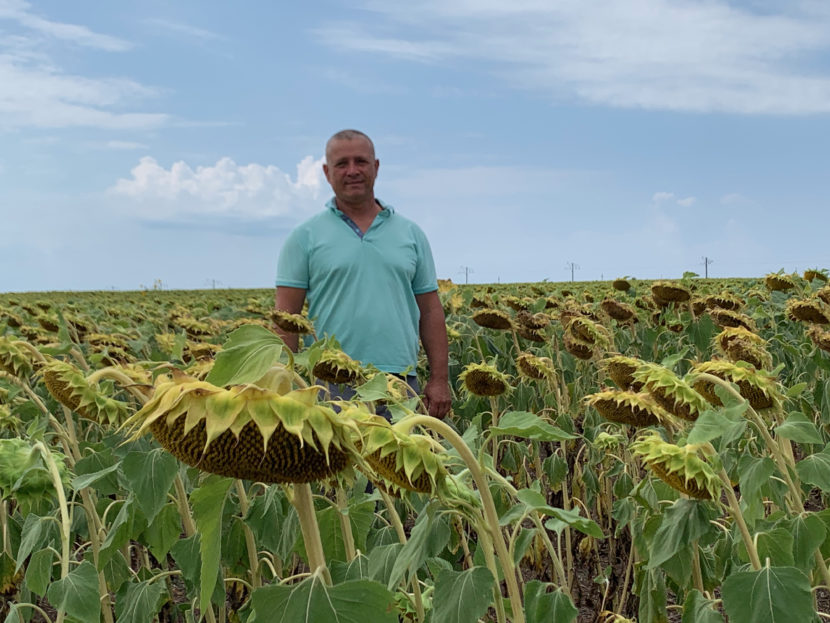 A man stands in a field of sunflowers up to his waist