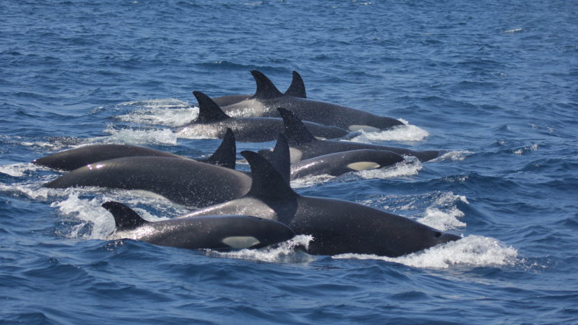 A pod of orcas swimming