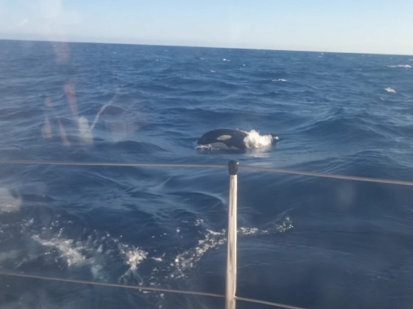 An orca swimming behind a sailboat