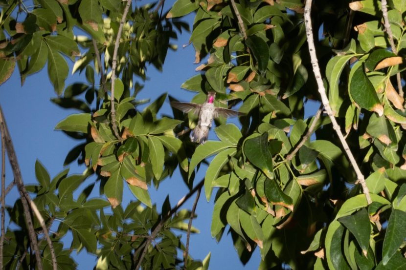 A humming bird in a bush