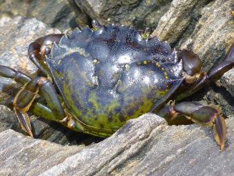 A crab with a green and brown shell on some rocks