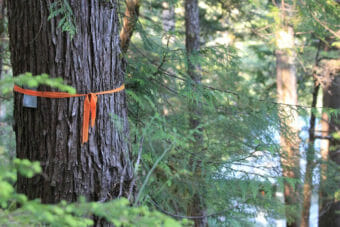 A tree trunk with orange flagging tape tied around it