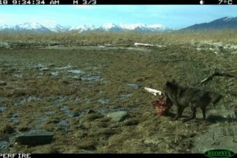 A black wolf carrying what's left of a sea otter in its mouth