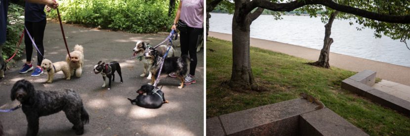 Dog walkers holding several dogs on leash (left) and a squirrel on a concrete ledge (right)