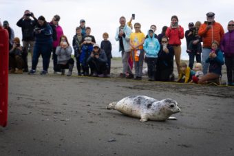 People on a beach watch at a distance as a harbor seal pup crawls towards the water