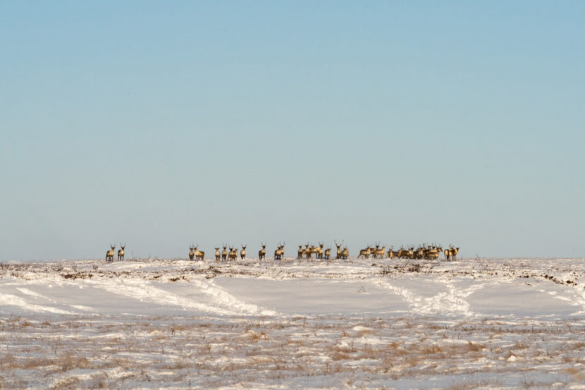 A herd of caribou stands skylined on top of a snowy rise
