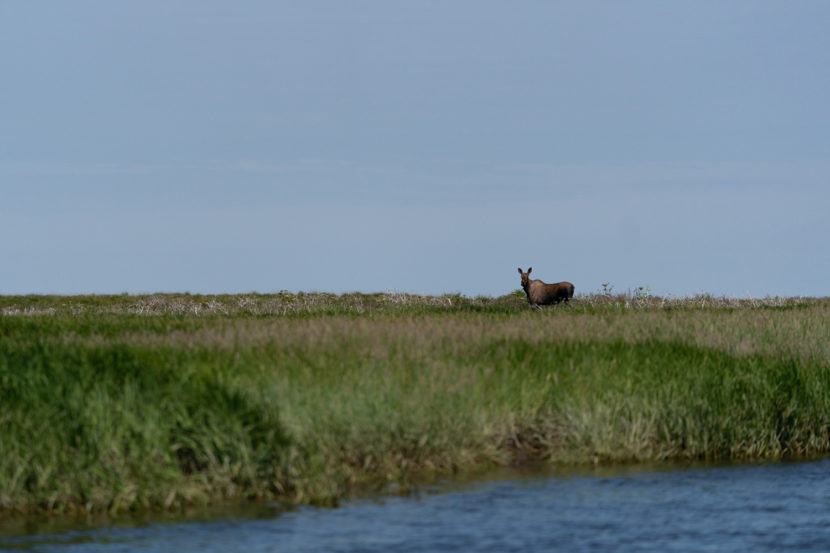 A moose, seen from across a stream, stands in tall grass